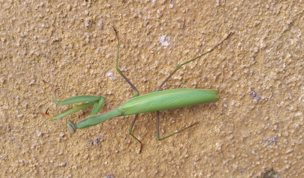 Mantis religiosa?  S !